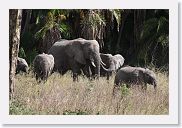 14SerengetiDayGameDrive - 183 * Elephant moms and babies.